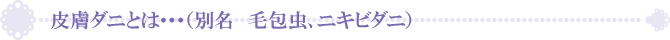 皮膚ダニとは・・・(別名 毛包虫、ニキビダニ) 皮膚ダニとは・・・(別名 毛包虫、ニキビダニ)